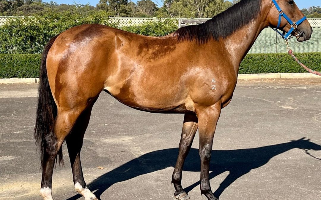 Un-named (Blue Point – Zattica)